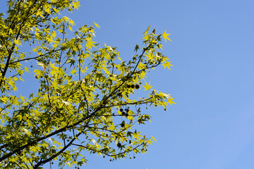 American sweetgum branch with seeds