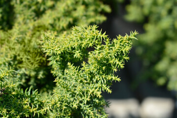 Japanese cedar Twinkle Toes branch