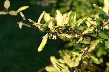 Variegated Oleaster leaves