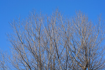 Candadian poplar tree in the winter