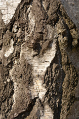 Common birch bark detail