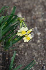 Daffodil Minnow flowers
