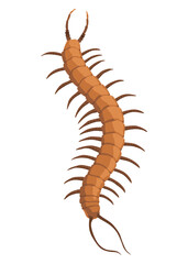 Nasty insect. Centipede and millipede. Flat cartoon isolated on white. Long worm with spikes. Brown Earwig