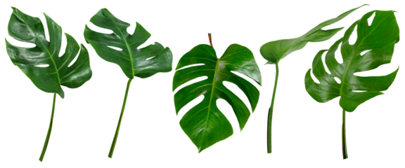 leaf palm,collection of green leaves pattern isolated