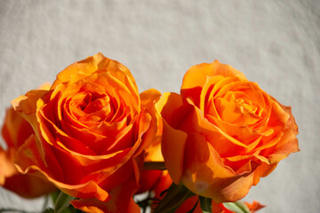 オレンジ色時のばら
