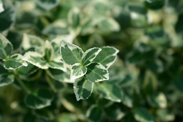 Fototapeta na wymiar Wintercreeper Emerald Gaiety leaves
