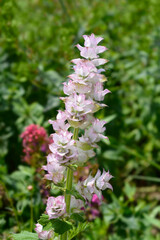 Clary sage