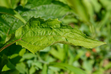 Coneflower Now Cheesier leaves
