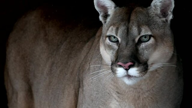 Beautiful Canadian Puma in autumn forest. American cougar - mountain lion. Wild cat walks in the forest, scene in the woods. Wildlife America. Slow motion 120 FPS, film style look