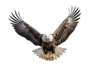 Bald eagle flying on white background.