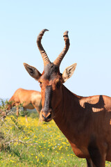 Frontal portrait of Red hartebeest antelope at Addo Elephant Park