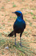 Blue-eared starling from the Kruger National Park of South Africa