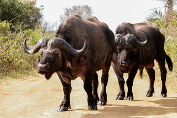 Pair of buffalos midway in Isimangaliso Wetland Park, South Africa