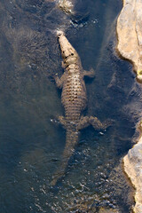 Crocodile resting in a river in the Kruger National Park. Top view.