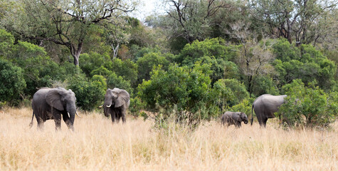 Naklejka premium Elephant family in Kruger National Park forest