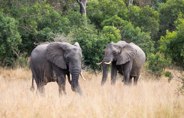 Fototapeta premium Elephant family in Kruger National Park forest