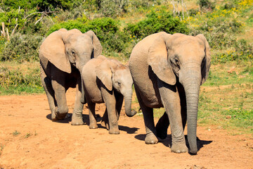 Elephant family in Addo Elephant National Park