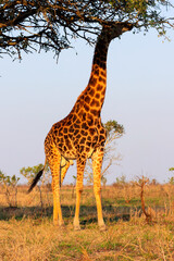Giraffe eating from tree in Kruger National Park