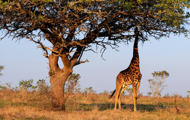 Giraffe eating from tree in Kruger National Park