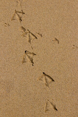 Seagull footprints in the sand on the beach