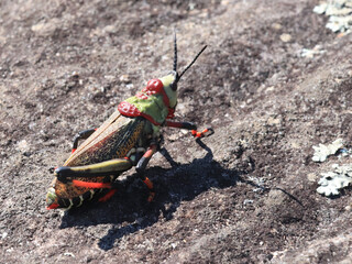 African grasshopper in waiting position. Very colorful shell