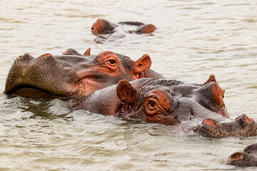 Fototapeta premium Hippopotamus resting in Lake Saint Lucia, South Africa