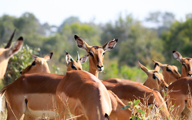 Herd of alarmed antelopes in Kruger National Park