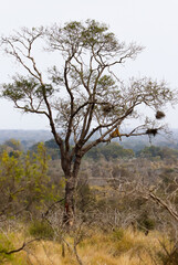 Leopard resting calmly on a tree in Kruger National Park
