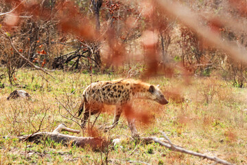 Wild hyena in Kruger national park
