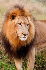 Closeup of lion with big mane in Kruger national park
