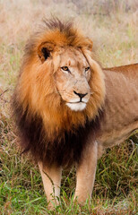 Closeup of lion with big mane in Kruger national park