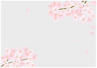 桜の花が美しい春の桜フレーム背景18灰色
