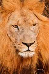 Lion resting with big mane in Kruger National Park