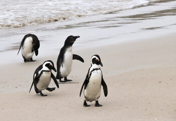 Obraz premium Group of penguins emerging from the sea in South Africa