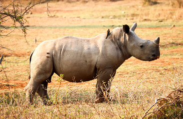 Young rhino in swaziland reserve