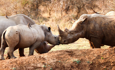Tender scene of a rhino family with its calf in a reserve in Swaziland
