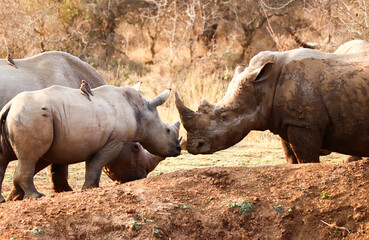 Tender scene of a rhino family with its calf in a reserve in Swaziland