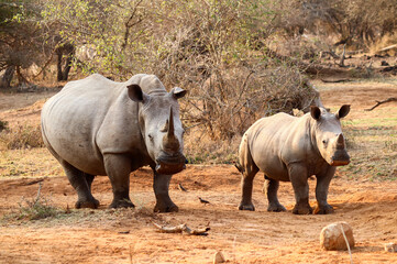 Rhino family and breeding in Swaziland reserve