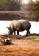 Fototapeta premium Rhino grazing near waterhole in Swaziland reserve