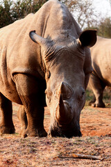 Obraz premium Closeup of rhinoceros in swaziland reserve