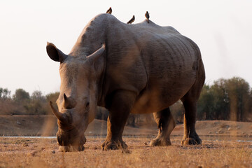 Lone rhinoceros grazing in the savanna in Swaziland reserve