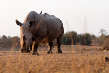 Lone rhinoceros grazing in the savanna in Swaziland reserve