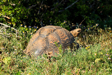 Gopher tortoise at Addo Elephant Park, South Africa