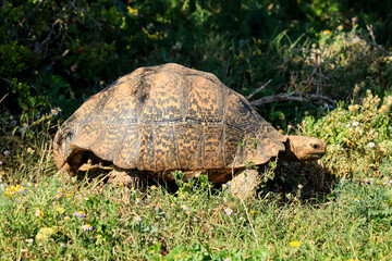 Gopher tortoise at Addo Elephant Park, South Africa