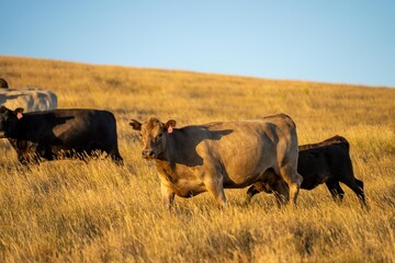 stud wagyu cows and bull in a sustainable agriculture field in summer. fat cow in a field. mother...