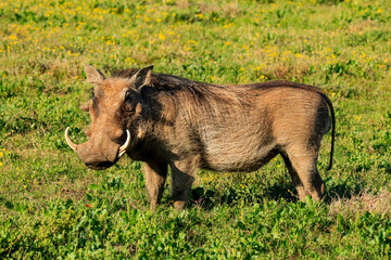 Warthog attentive to the camera in South Africa
