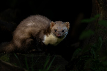 Beech marten (Martes foina), also known as the stone marten, house marten or white breasted marten,...