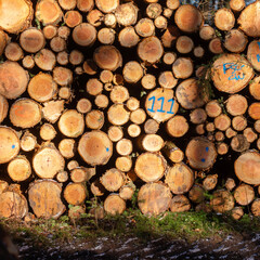 logs of spruce wood in winter forest