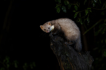 Beech marten (Martes foina), also known as the stone marten, house marten or white breasted marten, searching for food in the forest of Drenthe in the Netherlands