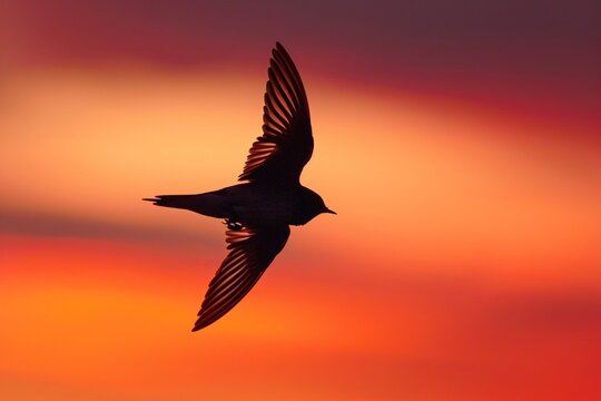 Swift Swallow diving through a vibrant sunset its silhouette creating a dynamic contrast against the warm hues of the evening sky